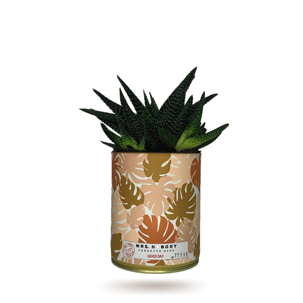 Cactus ou Succulente - Good Day - Haworthia