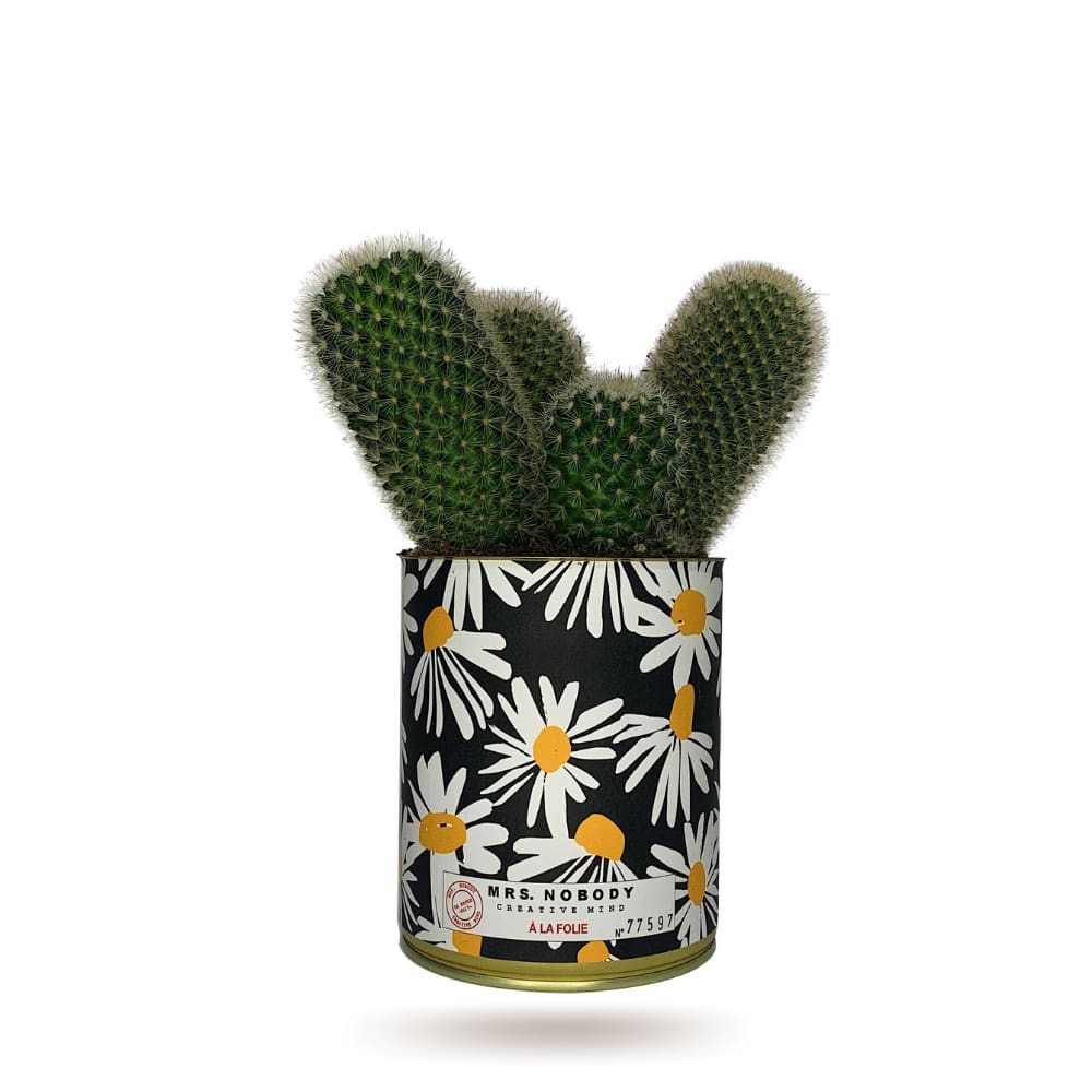 Cactus ou Succulente - À La Folie - Cactus Colonne