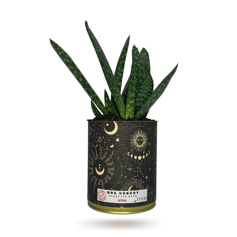 Cactus ou Succulente - Astral - Aloe