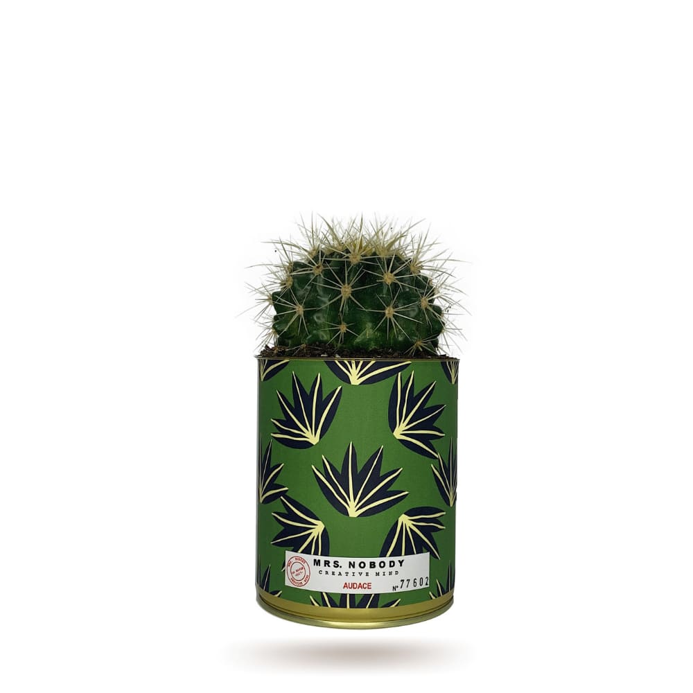 Cactus ou Succulente - Audace - Cactus Boule