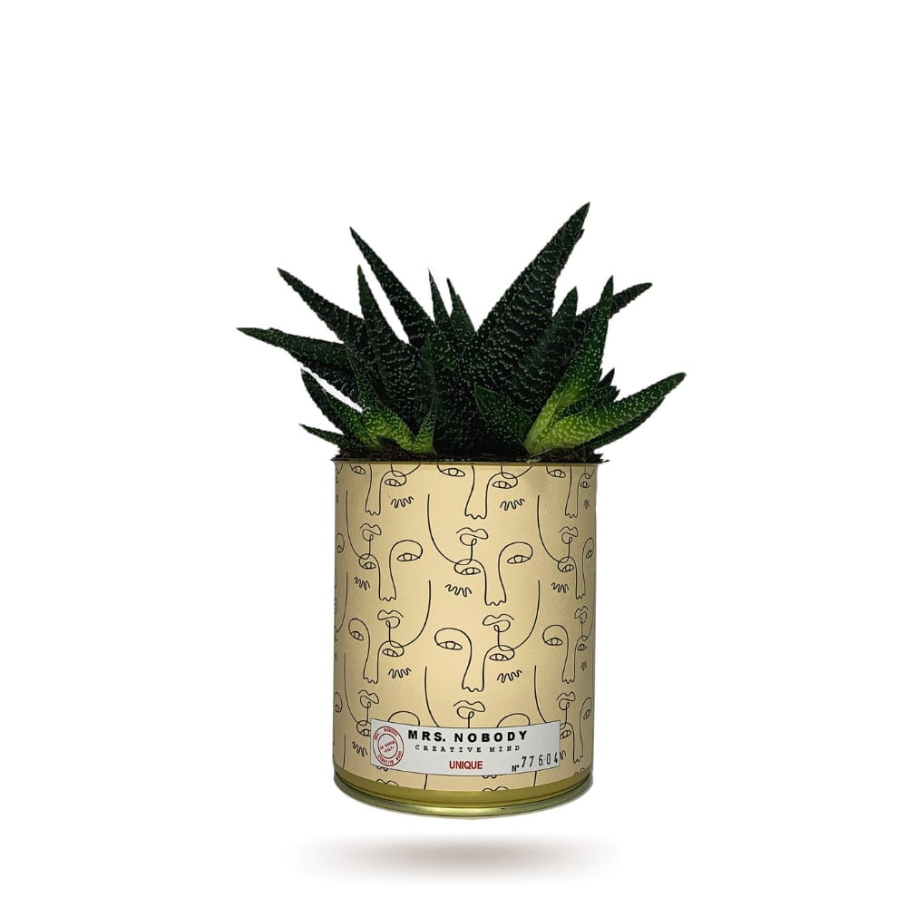 Cactus ou Succulente - Unique - Haworthia