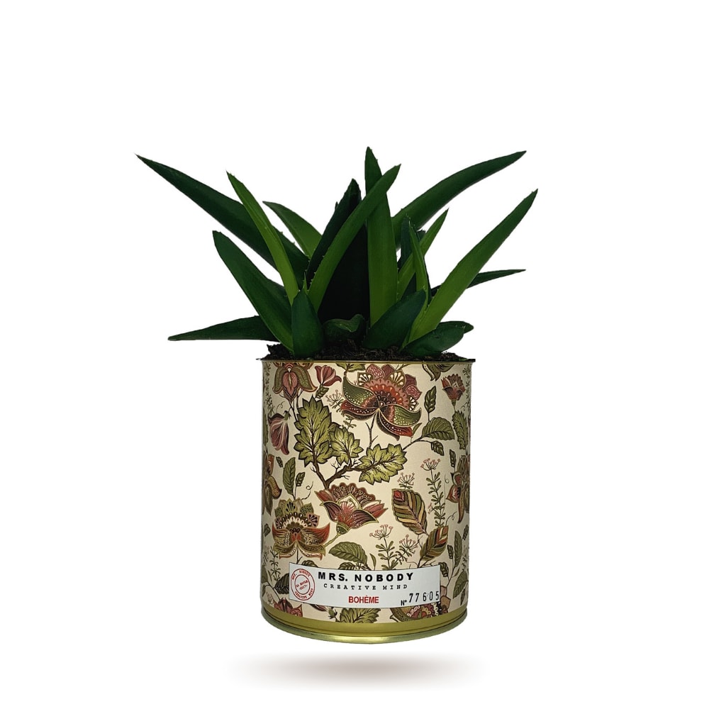 Cactus ou Succulente - Bohème - Haworthia Cactus ou Succulente - Bohème - Haworthia