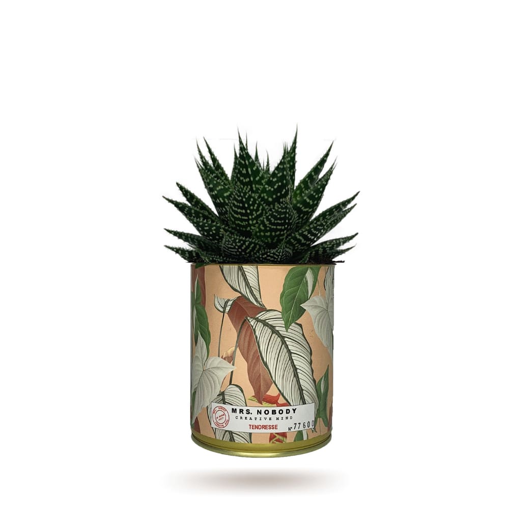 Cactus ou Succulente - Tendresse - Aloe