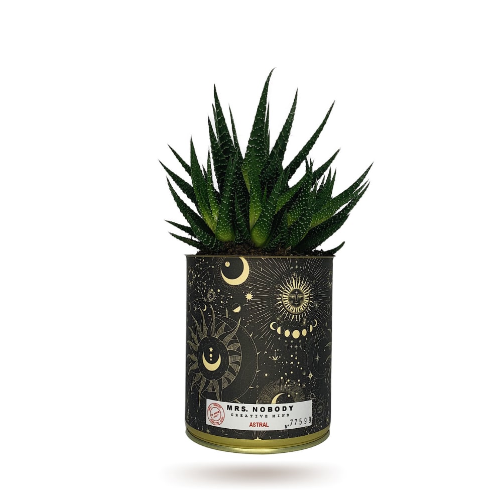 Cactus ou Succulente - Astral - Haworthia Cactus ou Succulente - Astral - Haworthia
