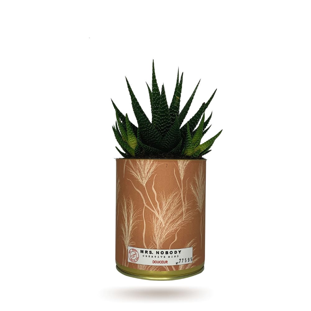 Cactus ou Succulente - Douceur - Haworthia