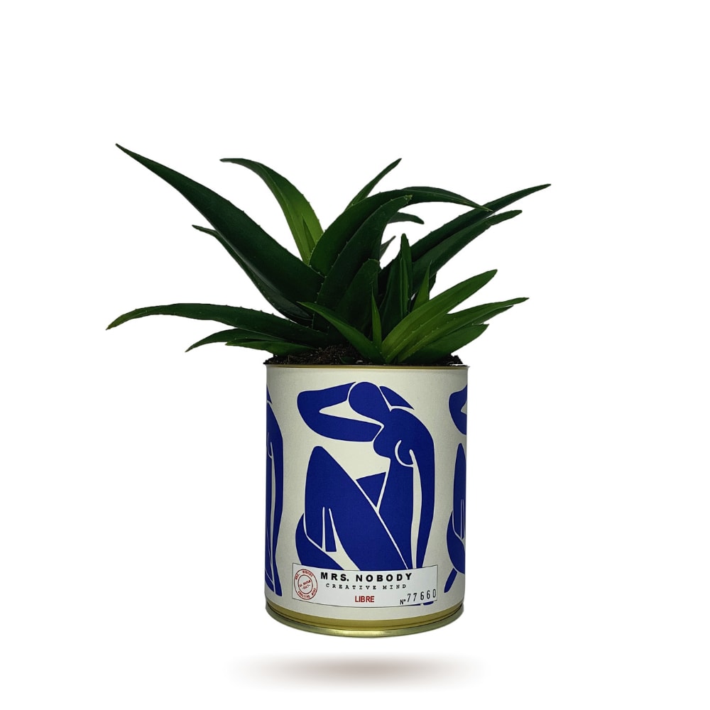 Cactus ou Succulente - Libre - Haworthia Cactus ou Succulente - Libre - Haworthia