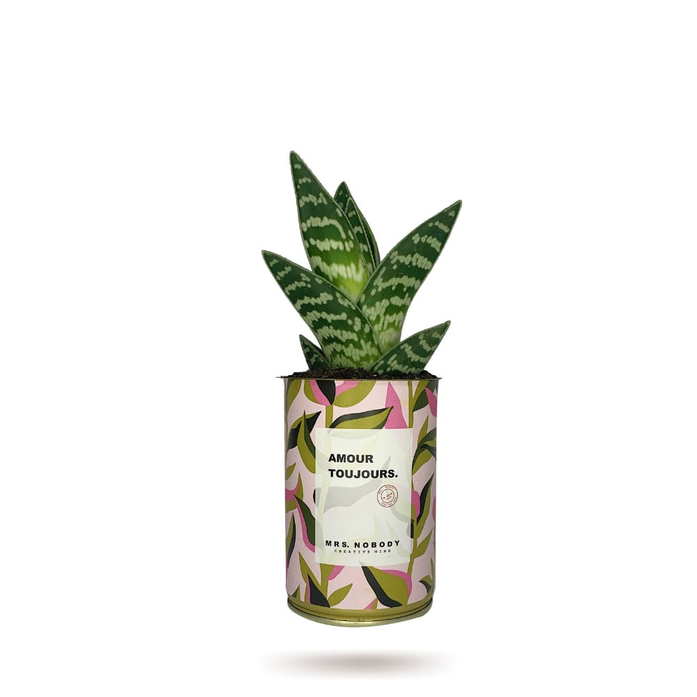 Cactus ou Succulente - Amour Toujours - Aloe Cactus ou Succulente - Amour Toujours - Aloe