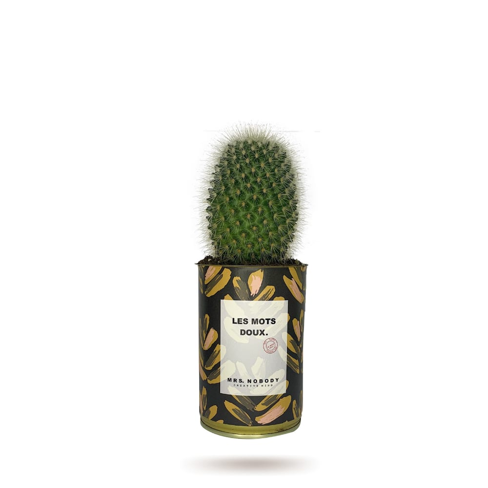 Cactus ou Succulente - Les Mots Doux - Cactus Boule Cactus ou Succulente - Les Mots Doux - Cactus Boule