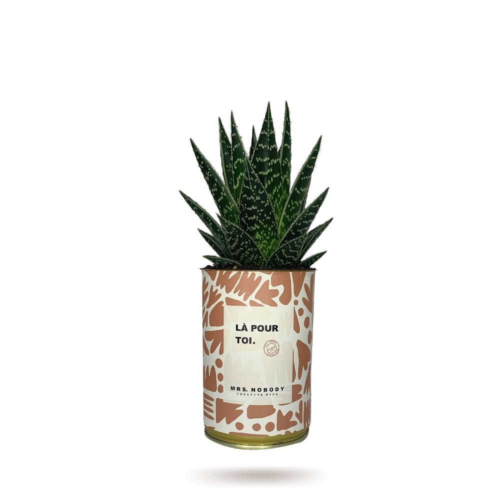 Cactus ou Succulente - Là Pour Toi - Aloe Cactus ou Succulente - Là Pour Toi - Aloe