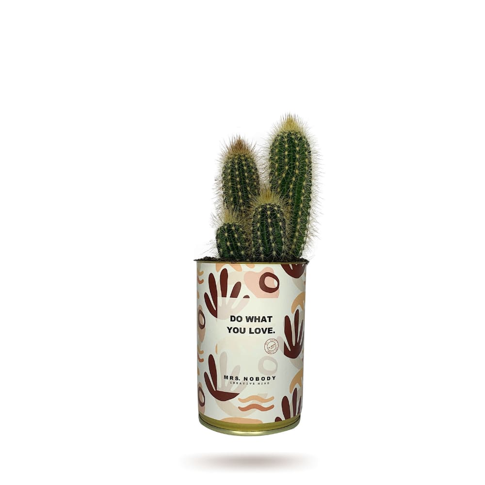 Cactus ou Succulente - Do What You Love - Cactus Colonne