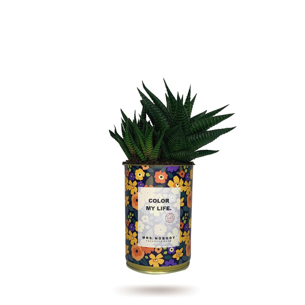 Cactus ou Succulente - Color My Life - Haworthia Cactus ou Succulente - Color My Life - Haworthia