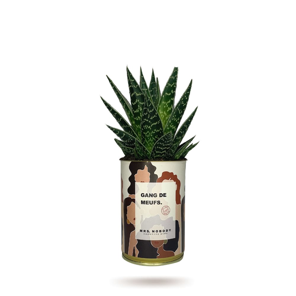 Cactus ou Succulente - Gang De Meufs - Aloe