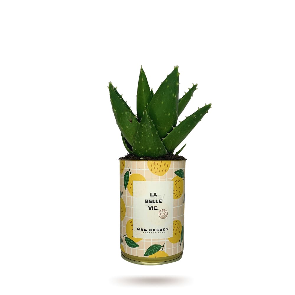 Cactus ou Succulente - La Belle Vie - Aloe Cactus ou Succulente - La Belle Vie - Aloe