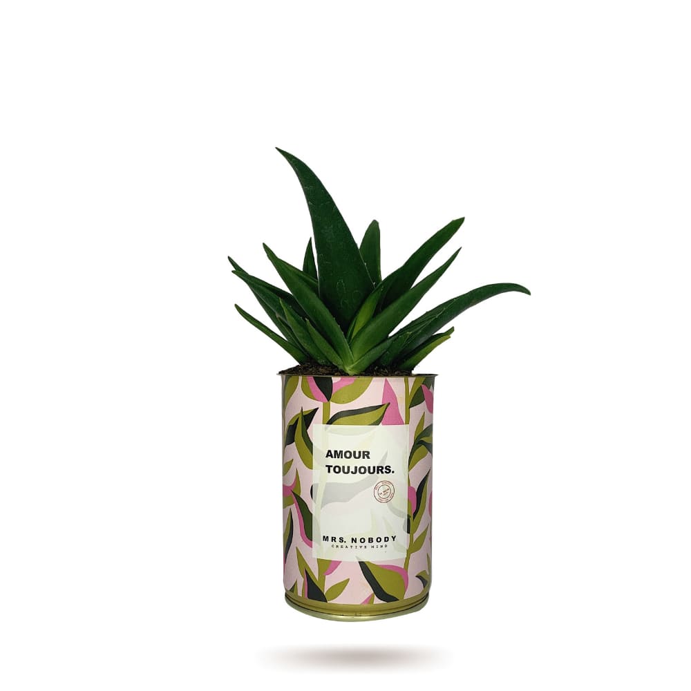 Cactus ou Succulente - Amour Toujours - Haworthia
