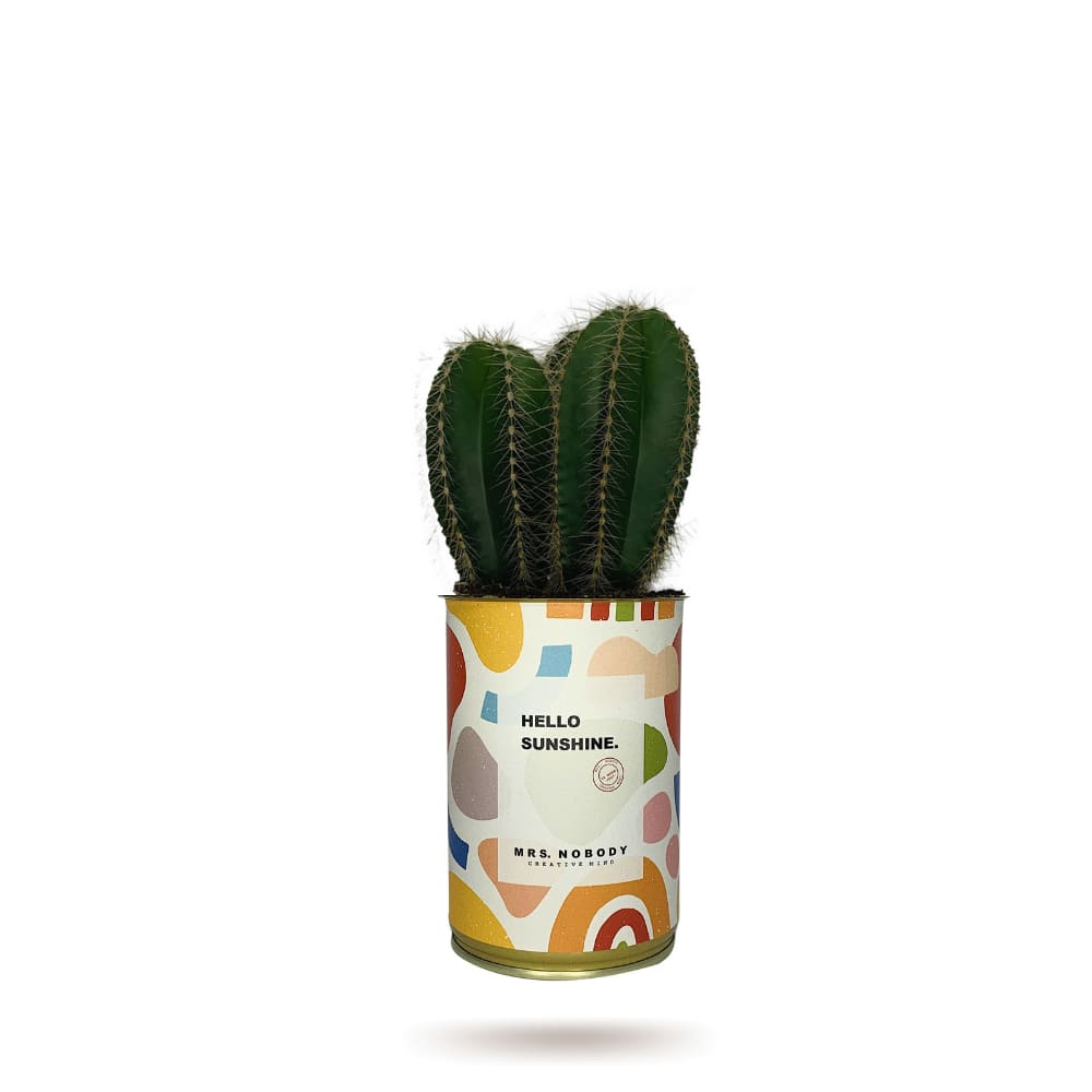 Cactus ou Succulente - Hello Sunshine - Cactus Colonne Cactus ou Succulente - Hello Sunshine - Cactus Colonne