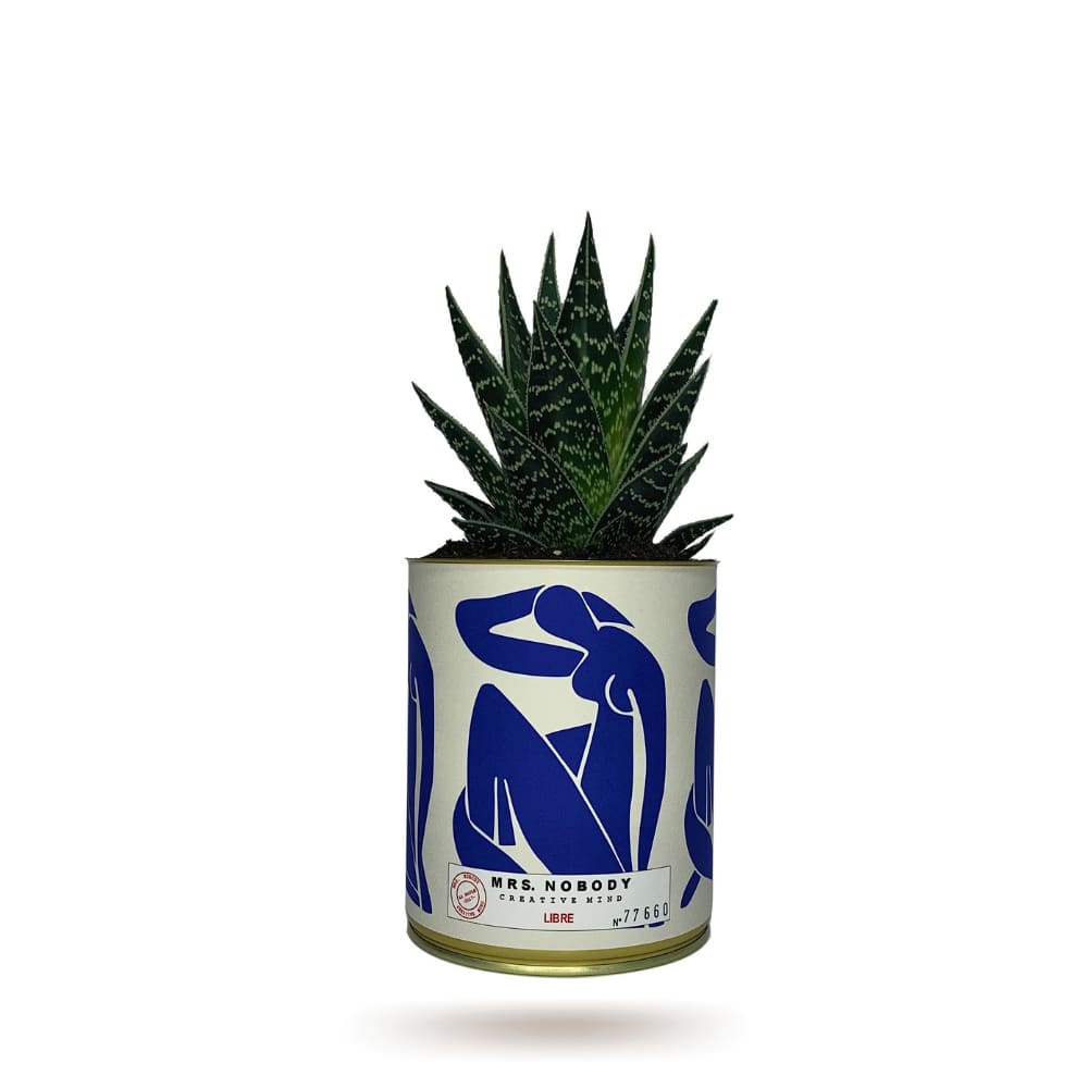 Cactus ou Succulente - Libre - Aloe Cactus ou Succulente - Libre - Aloe