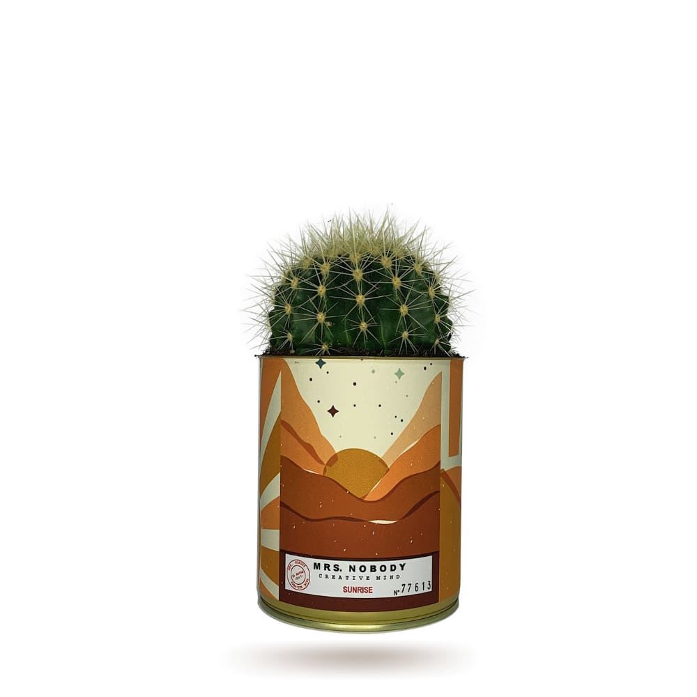 Cactus ou Succulente - Sunrise - Cactus Boule