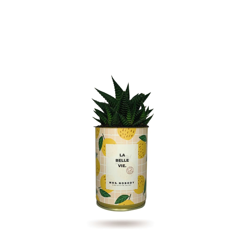 Cactus ou Succulente - La Belle Vie - Haworthia Cactus ou Succulente - La Belle Vie - Haworthia
