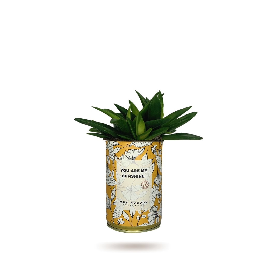 Cactus ou Succulente - You Are My Sunshine - Haworthia Cactus ou Succulente - You Are My Sunshine - Haworthia
