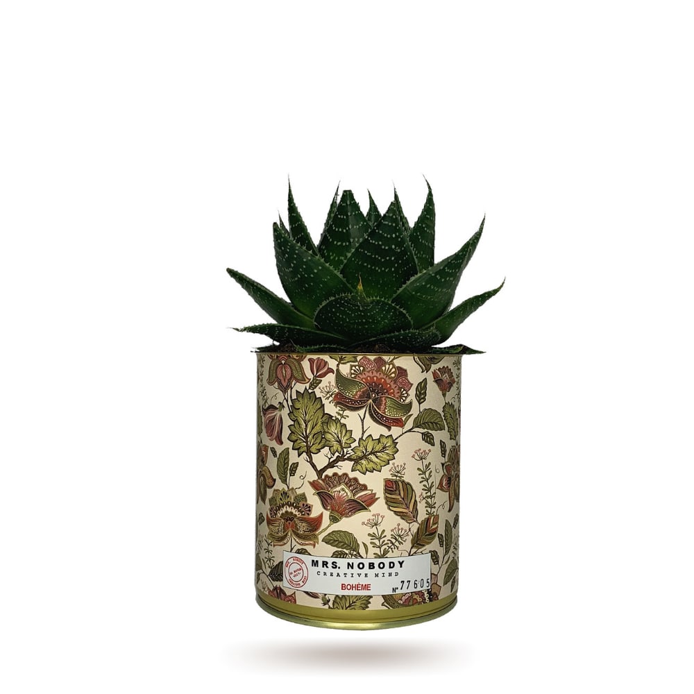 Cactus ou Succulente - Bohème - Aloe