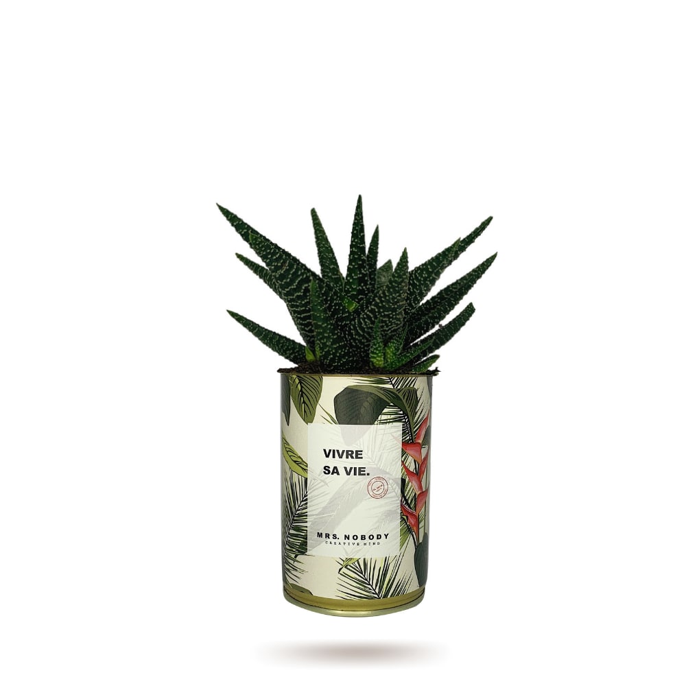 Cactus ou Succulente - Vivre Sa Vie - Haworthia