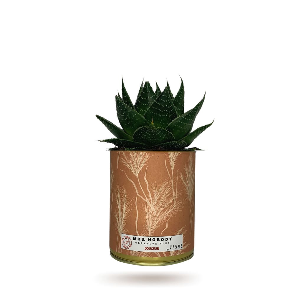 Cactus ou Succulente - Douceur - Aloe