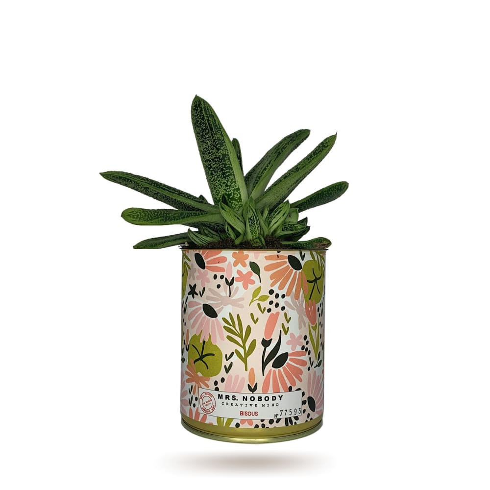 Cactus ou Succulente - Bisous - Aloe