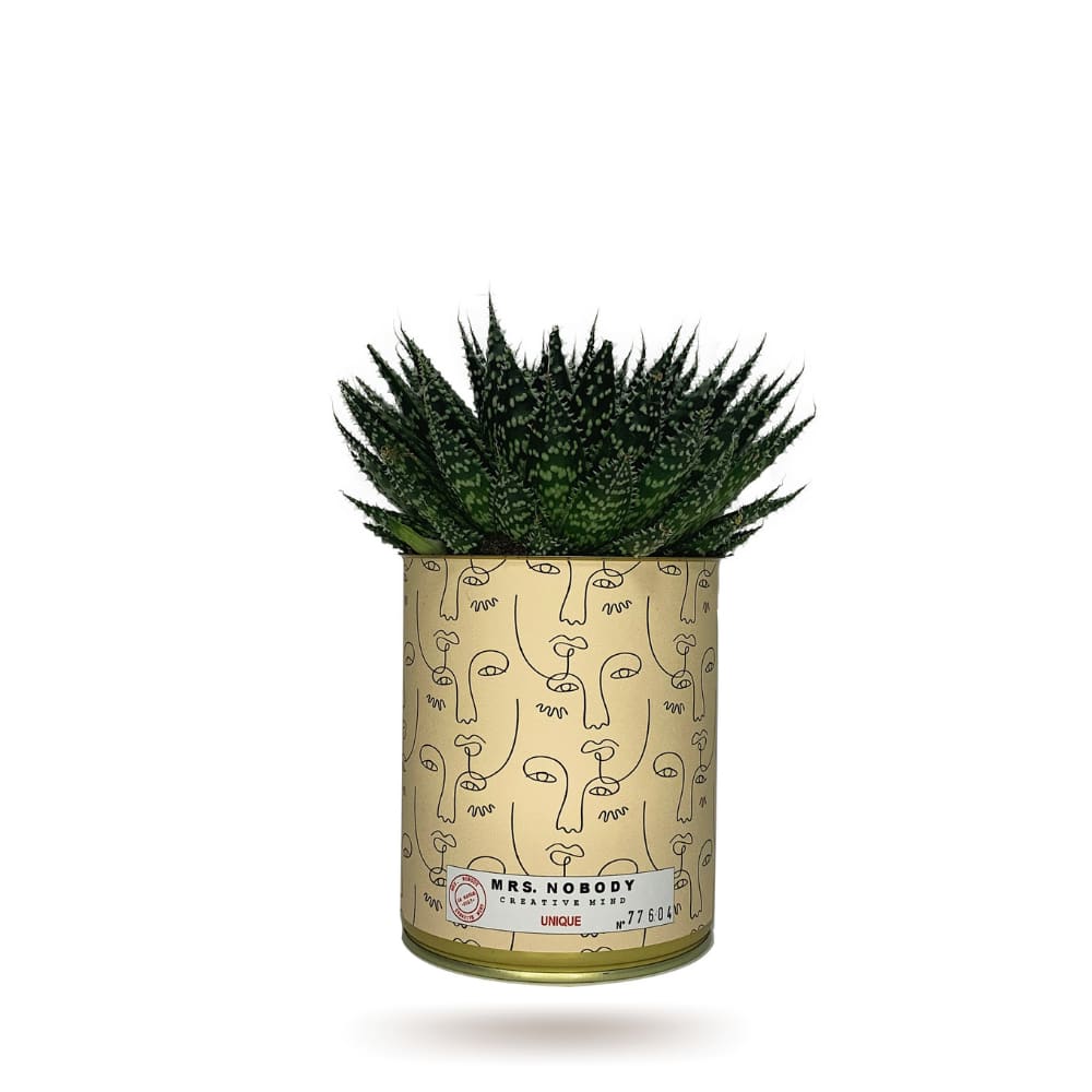 Cactus ou Succulente - Unique - Aloe