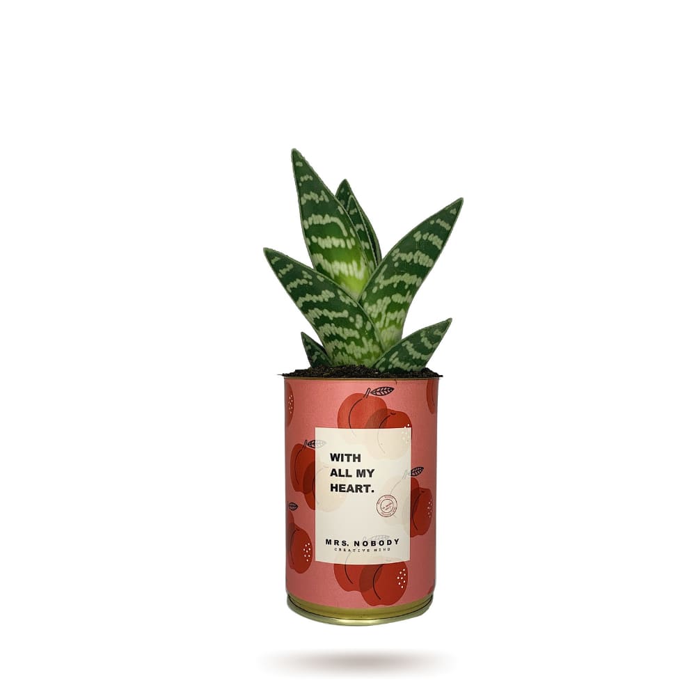 Cactus ou Succulente - With All My Heart - Aloe
