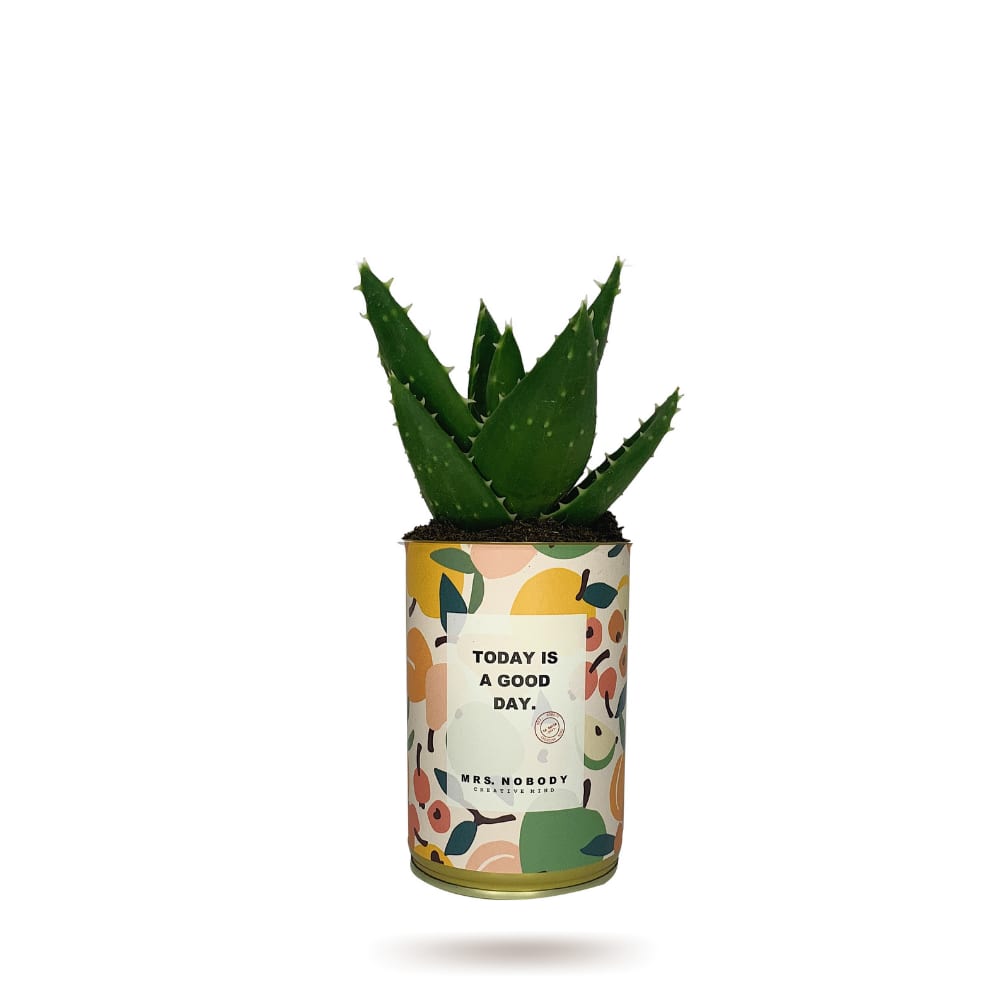Cactus ou Succulente - Today Is A Good Day - Aloe Cactus ou Succulente - Today Is A Good Day - Aloe