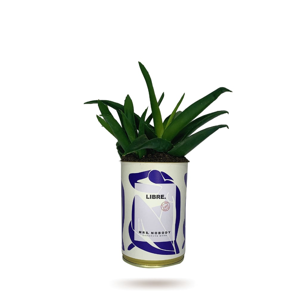 Cactus ou Succulente - Libre - Haworthia Cactus ou Succulente - Libre - Haworthia