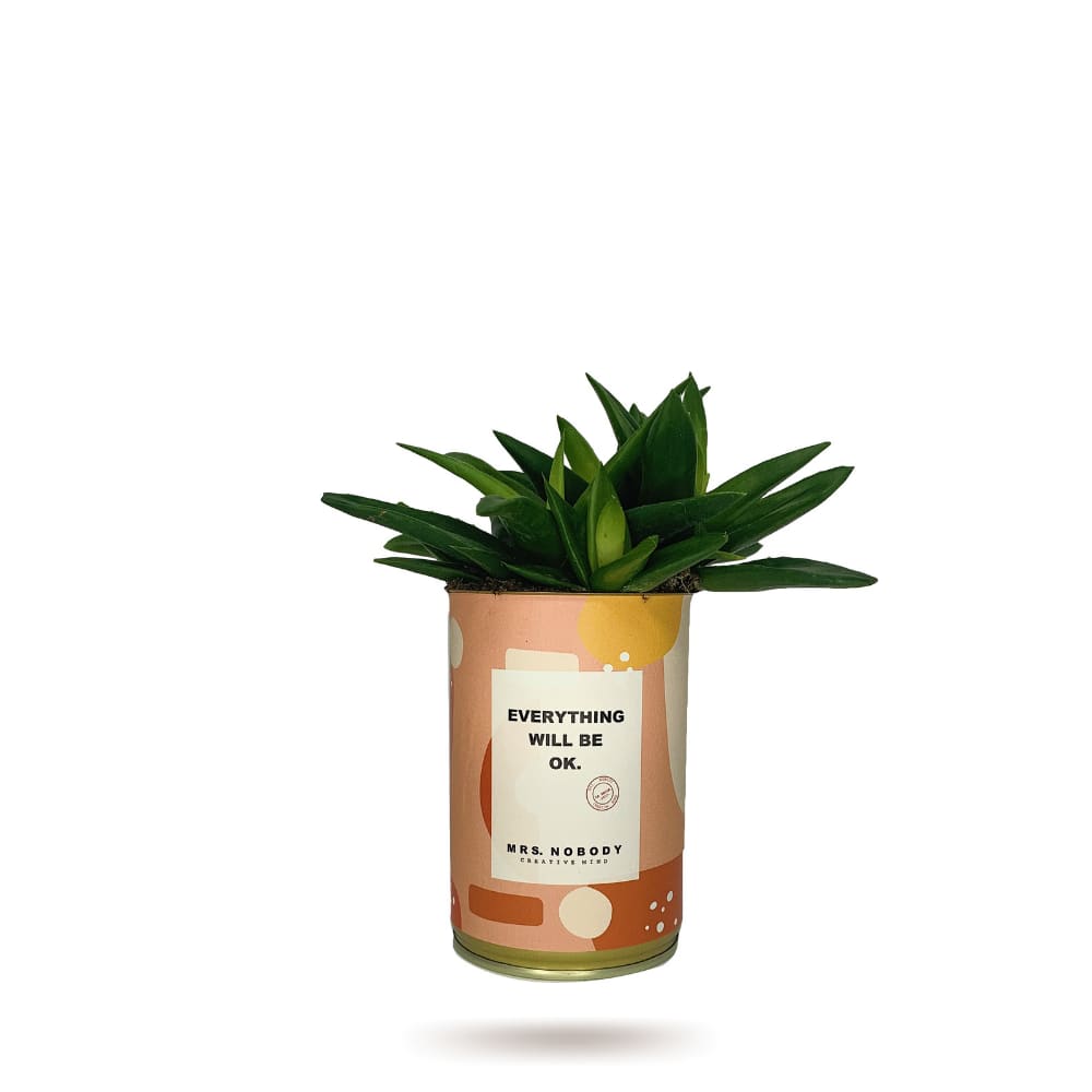 Cactus ou Succulente - Everything Will Be Ok - Haworthia