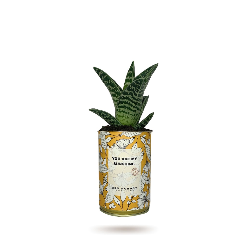 Cactus ou Succulente - You Are My Sunshine - Aloe Cactus ou Succulente - You Are My Sunshine - Aloe