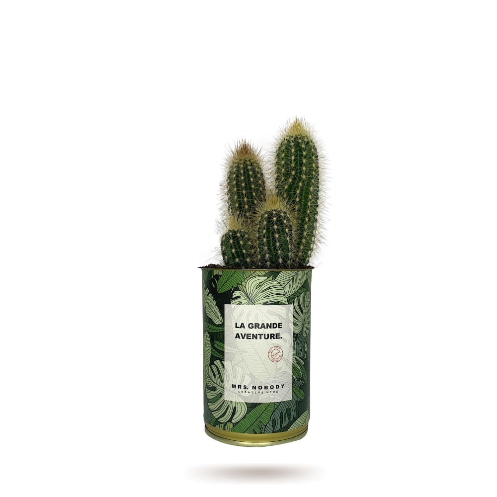 Cactus ou Succulente - La Grande Aventure - Cactus Colonne Cactus ou Succulente - La Grande Aventure - Cactus Colonne