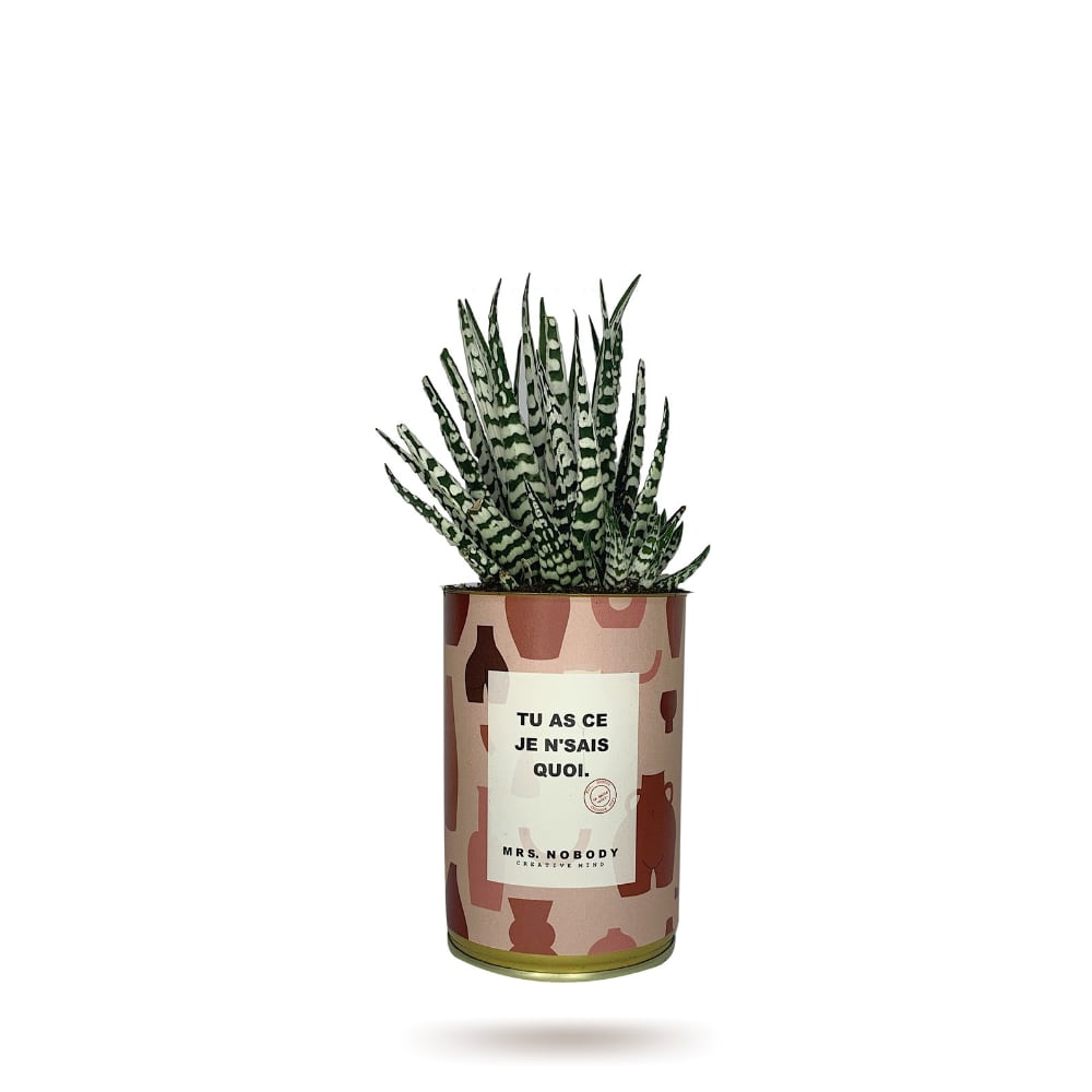 Cactus ou Succulente - Tu As Ce Je N'Sais Quoi - Haworthia