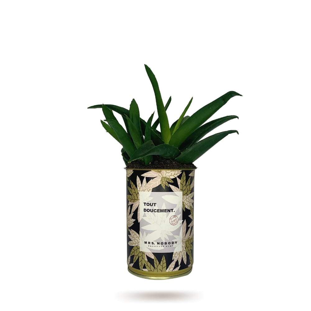 Cactus ou Succulente - Tout Doucement - Haworthia