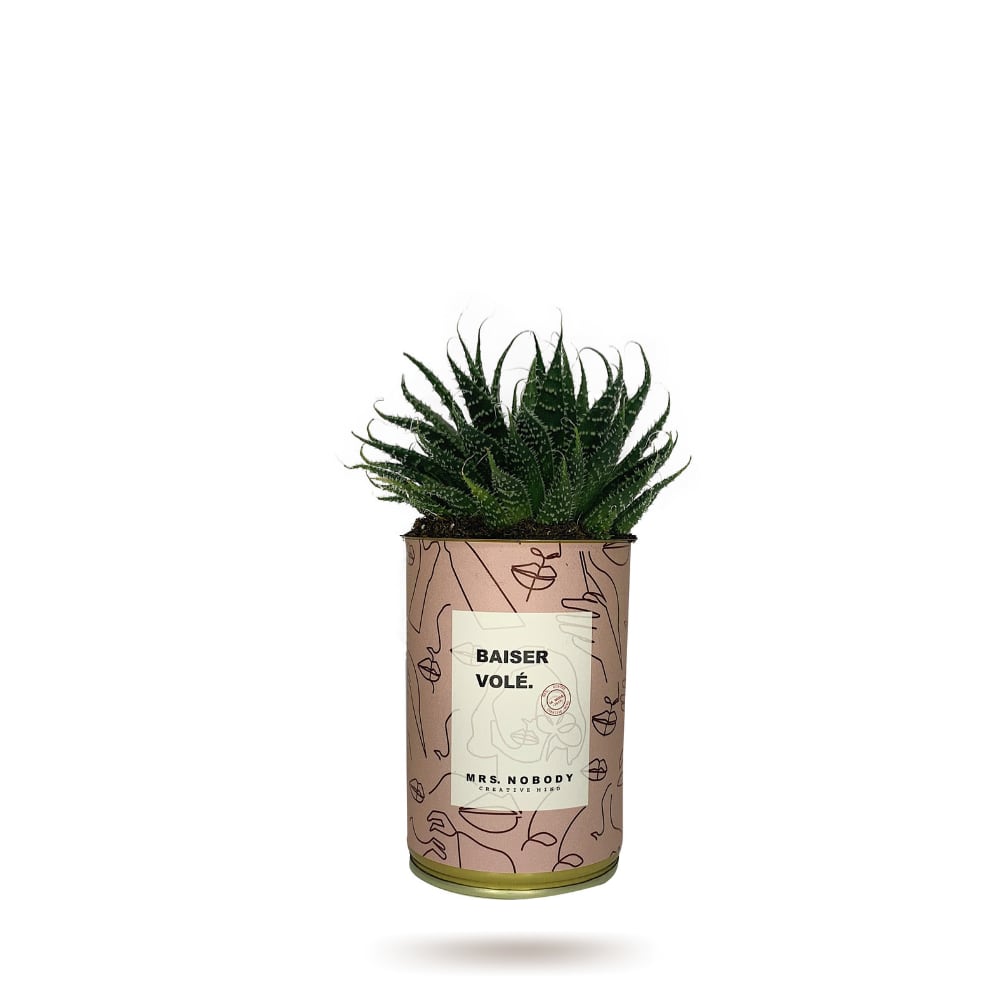 Cactus ou Succulente - Baiser Volé - Aloe
