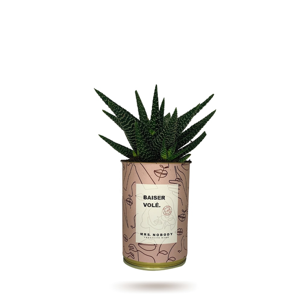 Cactus ou Succulente - Baiser Volé - Haworthia Cactus ou Succulente - Baiser Volé - Haworthia