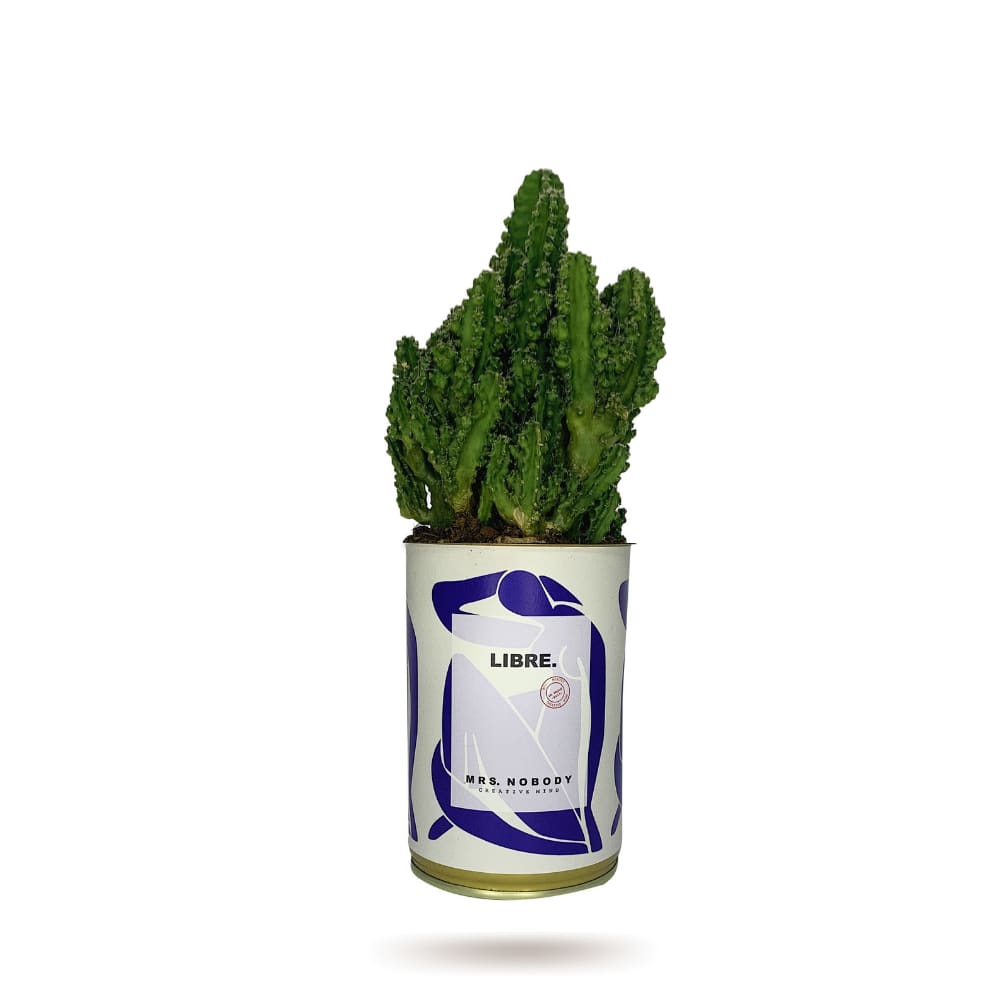 Cactus ou Succulente - Libre - Cactus Colonne Cactus ou Succulente - Libre - Cactus Colonne