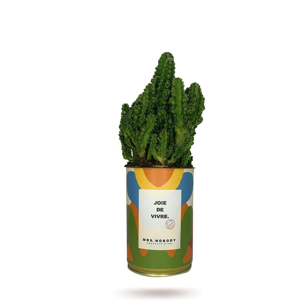 Cactus ou Succulente - Joie De Vivre - Cactus Colonne
