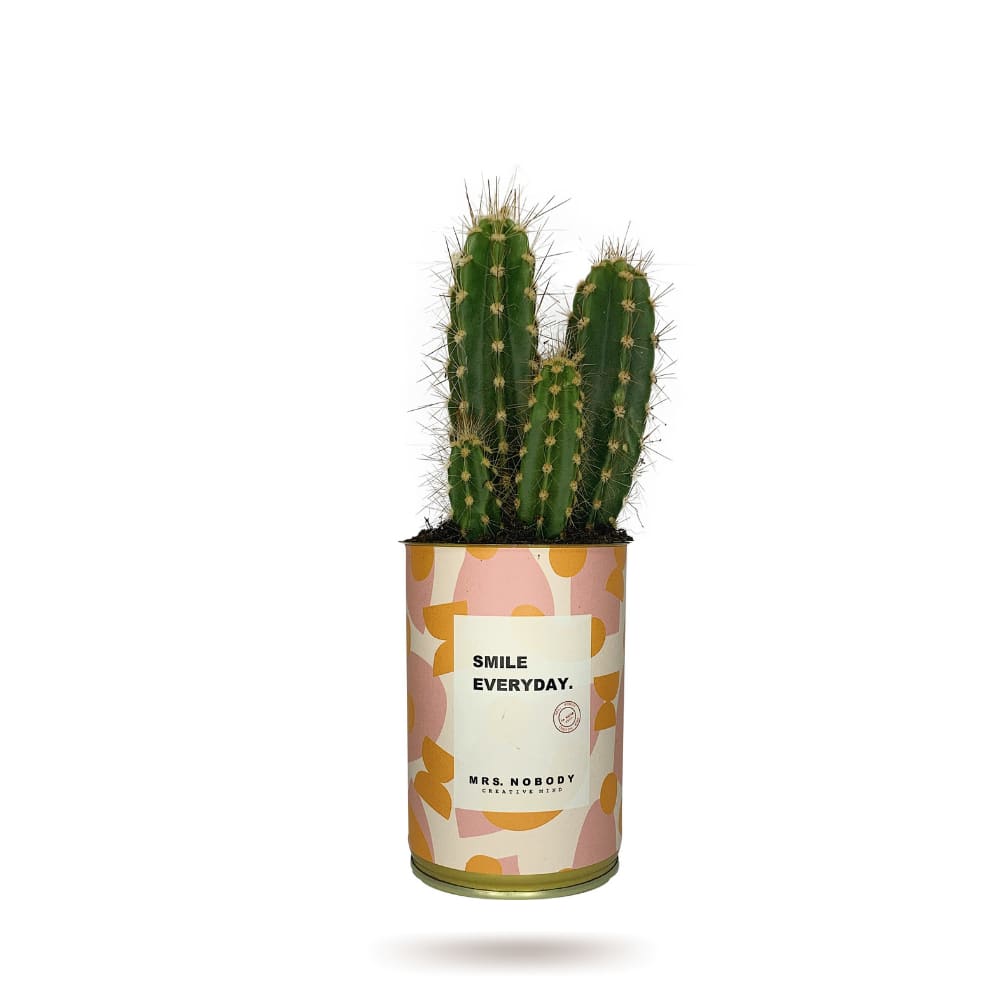 Cactus ou Succulente - Smile Everyday - Cactus Colonne