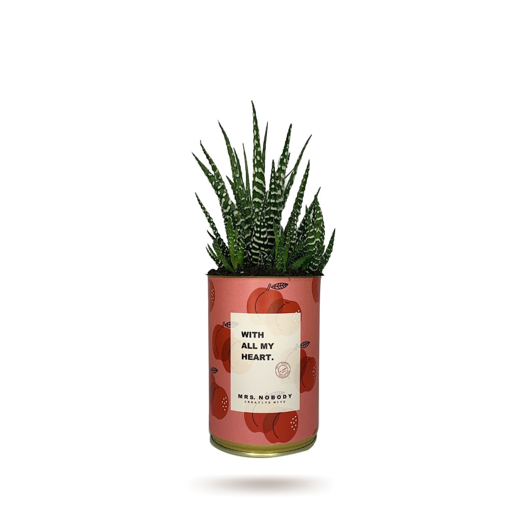 Cactus ou Succulente - With All My Heart - Haworthia