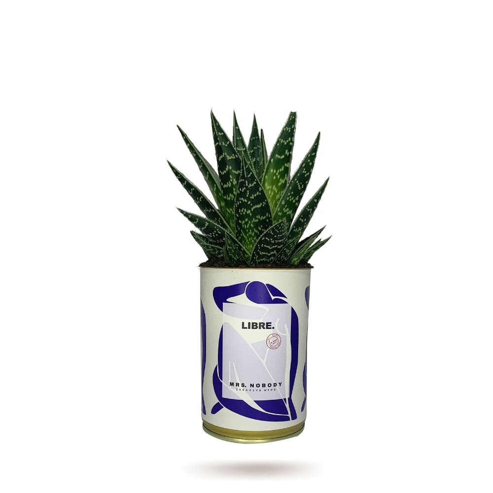 Cactus ou Succulente - Libre - Aloe Cactus ou Succulente - Libre - Aloe