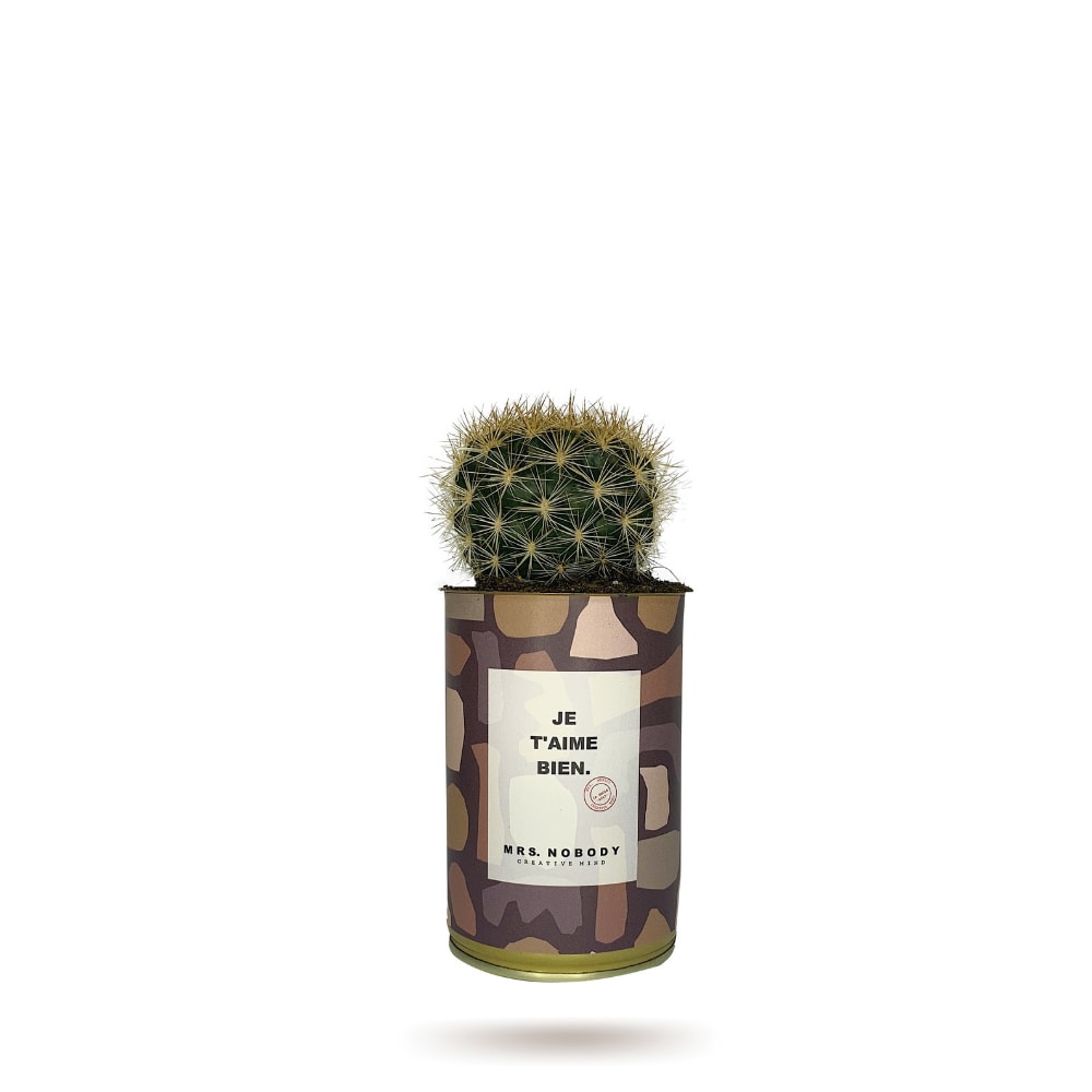 Cactus ou Succulente - Je T'aime Bien - Cactus Boule Cactus ou Succulente - Je T'aime Bien - Cactus Boule