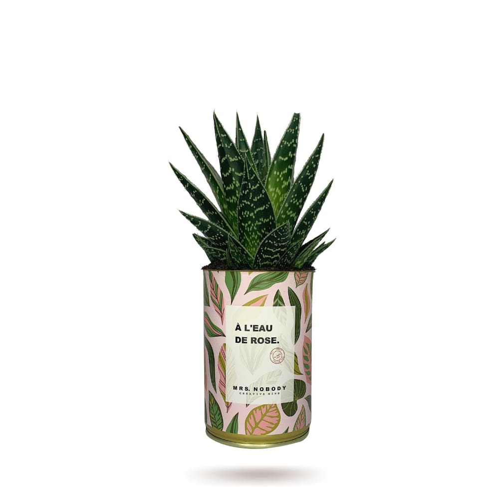 Cactus ou Succulente - À L'Eau De Rose - Aloe