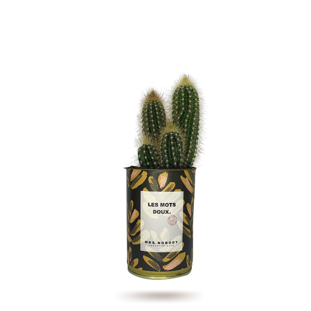 Cactus ou Succulente - Les Mots Doux - Cactus Colonne Cactus ou Succulente - Les Mots Doux - Cactus Colonne