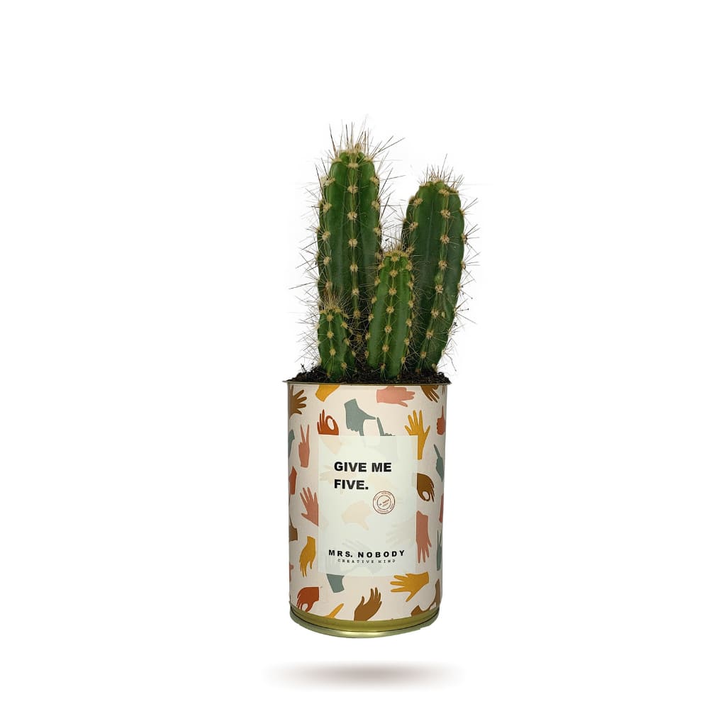 Cactus ou Succulente - Give Me Five - Cactus Colonne Cactus ou Succulente - Give Me Five - Cactus Colonne
