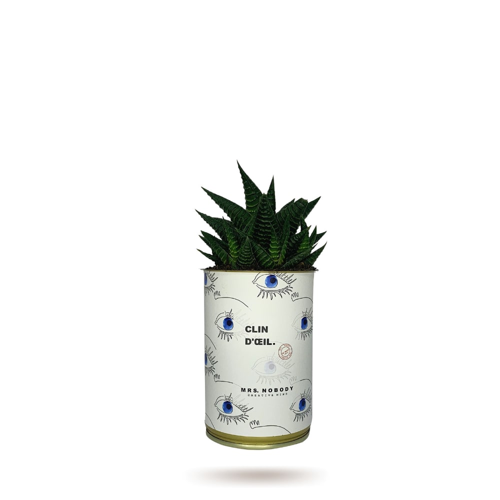 Cactus ou Succulente - Clin d'Œil - Haworthia