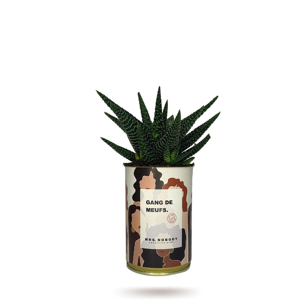 Cactus ou Succulente - Gang De Meufs - Haworthia Cactus ou Succulente - Gang De Meufs - Haworthia