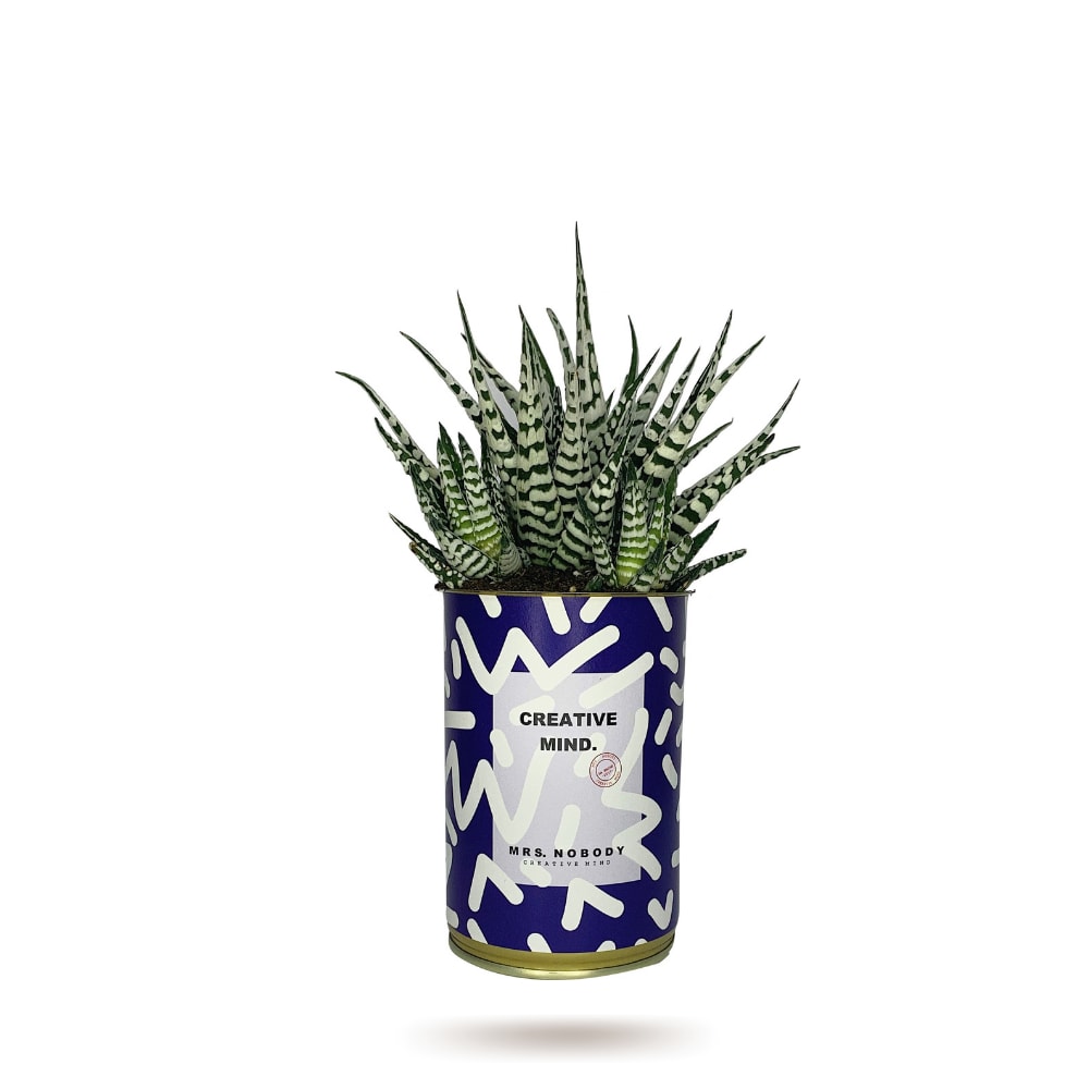 Cactus ou Succulente - Creative Mind - Haworthia